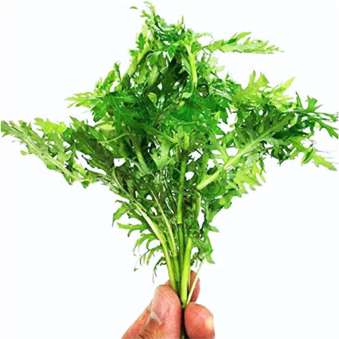 PLANTEREST BUY2GET1FREE Water Wisteria Hygrophila Difformis Bunch Live Aquarium Plant Decorations
