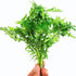 PLANTEREST BUY2GET1FREE Water Wisteria Hygrophila Difformis Bunch Live Aquarium Plant Decorations