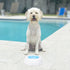 LUOZZY Pet Cooler Bowl for Dogs, Kitten Bowl, Frosty Water Bowl for House Summer Drinking (Blue)