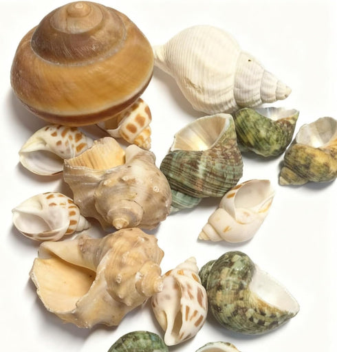CHINGE ZHI Natural Hermit Crab Shell Set, Small to Medium Size