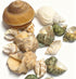 CHINGE ZHI Natural Hermit Crab Shell Set, Small to Medium Size