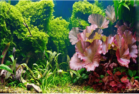 AWERT 48x24 inches Aquatic Plant Aquarium Background, River Bed & Lake Vinyl Background for Fish Tank