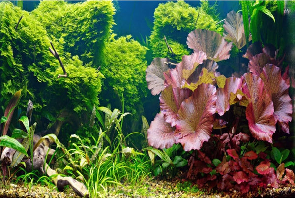 AWERT 30x18 inches River Bed & Lake Fish Tank Background, Aquatic Plant Aquarium Background Vinyl