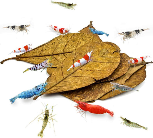 SunGrow Catappa Indian Almond Leaves for Shrimp Aquariums, 10 Pcs, Lowers Tank pH