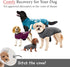 BellyGuard Recovery Suit for Dogs, Comfy Dog Surgery Suit, Female Spay and Male Neuter Onesie for Post-Op Care
