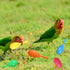 TTFdacai 6 Hammer Pcs Parrot Rattle Shaker Musical Sound Toy Funny Bell Toys Mini Sand Bird Parrot Toys for Chicken