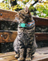 Joytale Upgraded Cat Collar with Bells, Breakaway Safety Plaid Bow Tie Collar for Girls and Boys, Haze Blue