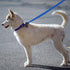 18 Pieces Dog Leash Slip Leads with O-Ring, 6 Feet for Small Medium Large Dogs – Grooming Shelter Rescues Walking