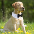 KOOLMOX Dog Bow Tie, Handcrafted Black Dog Bowtie with 21'' Adjustable Collar for Large Dogs Wedding Attire