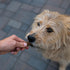 MPP Natural Chicken Dog Treats - Preservative-Free Sausage Recipe