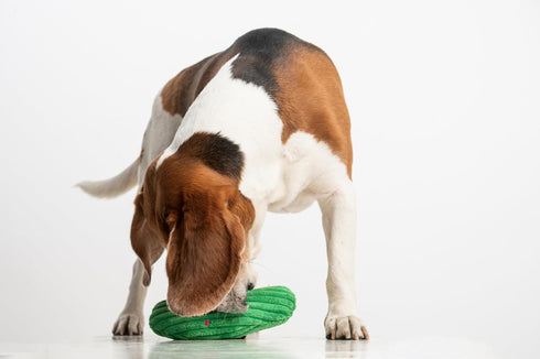 8'' Squeaky Dog Plush Toy, Bite_Stick Collection for Small and Medium Dogs (Cucumber)