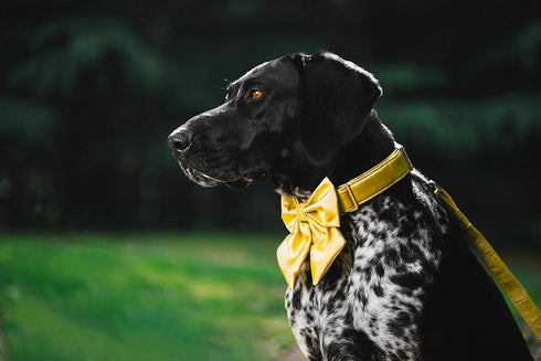 Unique Style Paws Adjustable Silk Dog Collar with Bow for Medium Dogs, Yellow Color, Durable
