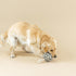 Fringe Studio "Pulling You in Odette Olive 3D Canvas Dog Toy with Tuggable Rope, PetShop Collection