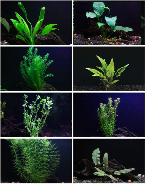 AquaLeaf Aquatics 30+ Stems - 8 Species - - Anacharis, Amazon, Rotala, Ludwigia and