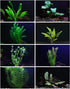 AquaLeaf Aquatics 30+ Stems - 8 Species - - Anacharis, Amazon, Rotala, Ludwigia and