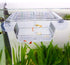 capetsma Acrylic Fish Breeding Box with Suction Cups, Isolation Hatchery Incubator for Baby Fishes, Small Size (S)