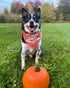 Dog Thanksgiving Bandana, Plaid Holiday Puppy Scarf