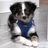 Voyager Step-in Air All Weather Mesh Harness and Reflective Dog Leash Combo 5 ft, Neoprene Handle, Royal Blue, L
