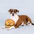 Fringe Studio Plush Dog Toy - Say Cheese!, Durable Pet Shop Collection (729140).