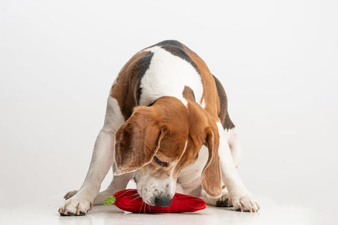 Squeaky Dog Plush Toy, Bite_Stick Collection, 8'', for Small and Medium Dogs, Red Chili
