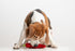 Squeaky Dog Plush Toy, Bite_Stick Collection, 8'', for Small and Medium Dogs, Red Chili