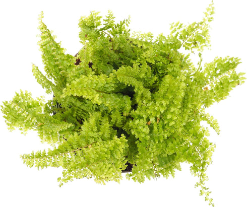 3 Plants-2" Mini Ferns for Terrariums/Fairy Garden - Live Plants - Different Pots