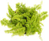 3 Plants-2" Mini Ferns for Terrariums/Fairy Garden - Live Plants - Different Pots