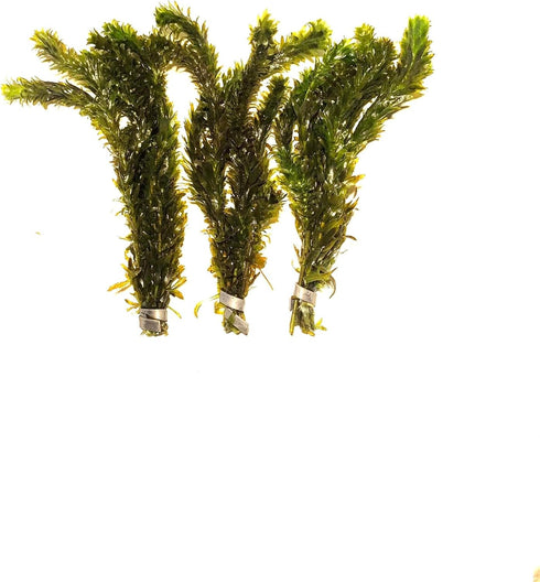 3X Marcus Fish Tanks Anacharis Elodea Densa Live Aqurium Plants