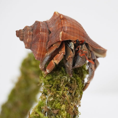 25 Inch Hermit Crab Climbing Toys, Bendable Supplies for Ideal Hermit Crab Habitat Tank Terrarium Accessories
