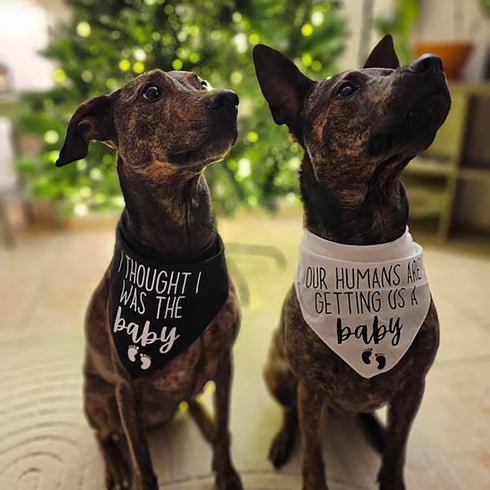 2 Pregnancy Announcement Dog Bandanas - Our Humans are Getting Us A Baby I Thought I was The Baby Dog Bandana - Pcs