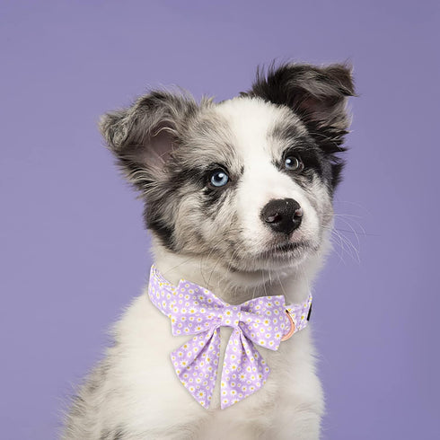 Spring Dog Collar with Sailor Bow by Lionet Paws, Soft Adjustable Cute Daisy Collar for Small Dogs (Neck 10-16 inches)