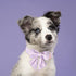 Spring Dog Collar with Sailor Bow by Lionet Paws, Soft Adjustable Cute Daisy Collar for Small Dogs (Neck 10-16 inches)