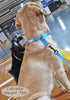 Reflective Slip Collar | Loop Dog Collar for Training with Soft Padded in Teal 22", 1" Wide