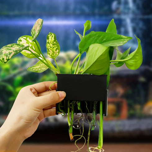 5 1.5inch Aquarium Plant Holder with Hole, Plastic Aquatic Plant Pot, Aquarium Planter Cups for Aquarium Plants Live