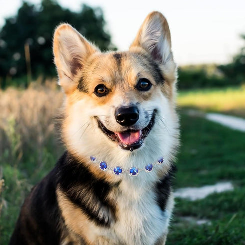 PRETYZOOM pet necklace small dog collars rhinestone dog necklace collar wedding collar for puppy chihuahua collar kitten accessories Decorative Pet Collar clothing jewelry rhinestones