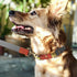 QRDA Dog Collar and Leash Set in Silver Gray, Adjustable Durable Nylon Collars with Tactical Breakaway Leash for All