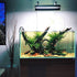 (1 SubstrateSource Java Fern Live Aquarium Plants - Freshwater Plant for Fish Tanks - Beginner Friendly, Low Light