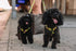 Dingo Dog Harness Do Not Pet Vest for Puppies, Dog in Training, Working Dog, Service Dog, Emotional Support Dog, Medium