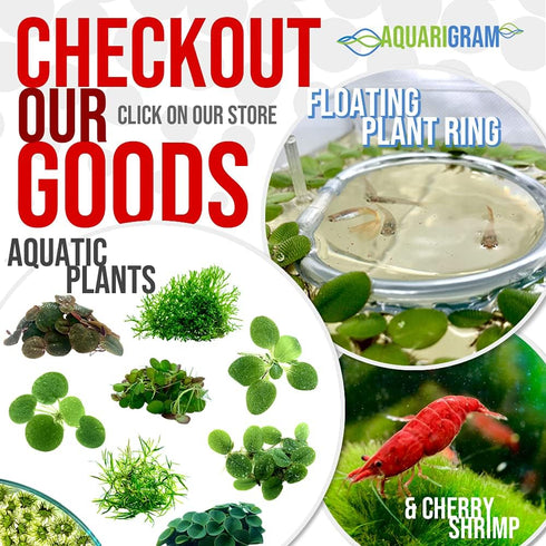Aquarigram Live Water Lettuce Floating Plant for Aquariums