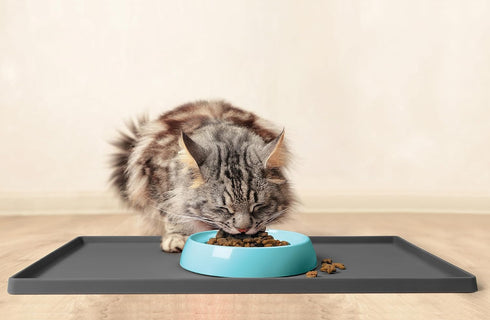 CatGuru Cat Bowls - Whisker Friendly Cat Food Bowl Set of 2, Non Slip Pet Feeding Plate, Shallow Kitten Dish (Aruba)