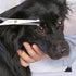 Chibuy Pet Grooming Scissors Set for Dogs & Cats, Stainless Steel with Safety Round Tips, Professional Grooming Tools