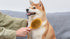 Burt's Bees for Pets Double Sided Brush for Large Dogs, 2-in-1 Grooming Brush Made from Recycled Plastics
