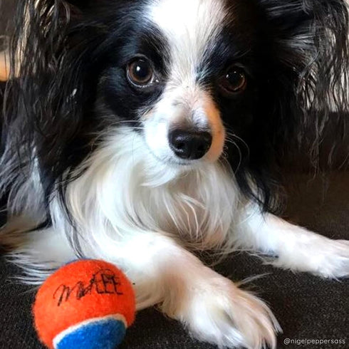 Midlee Mini Tennis Ball for Dogs - Pack of 12 (1.5", Orange/Blue)