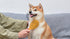 Burt's Bees for Pets Double Sided Brush for Large Dogs, 2-in-1 Grooming Brush Made from Recycled Plastics