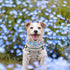 Elegant Little Tail Dog Collar with Flower, Adjustable Floral Print Summer Cute Collar for X-Large Dogs