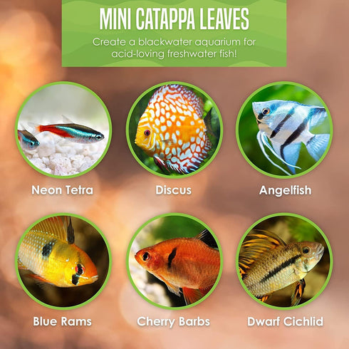 SunGrow 50 pcs Catappa Indian Almond Leaves - 2” Water Conditioner Leaves for Betta Fish Tank