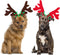 BWOGUE 2 Set Dog Elk Reindeer Antler Headband for Christmas Pet Costume, Accessories for Small and Medium Dogs Cats