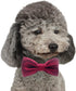YOY Handcrafted Adorable Pet Bow Ties, 6-Pack Adjustable Neck Tie 10"-17" for Dogs and Cats