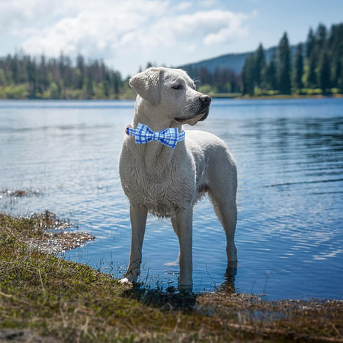 Elegant little tail Dog Collar with Bow, Blue Plaid Boy Dog Collar, Adjustable for Small Puppies and Dogs