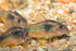 AQUATICBLENDEDFOODS A109 6oz) Super Freshwater Shrimp Food,Calcium,Spirulina,Crayfish & Snail Mix,Cherry Shrimp,Bottom